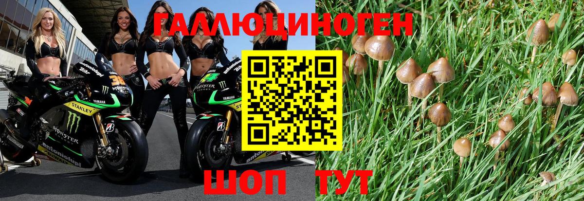 Ачхой-Мартан  Псилоцибиновые грибы Psilocybe  Вход с VPN 